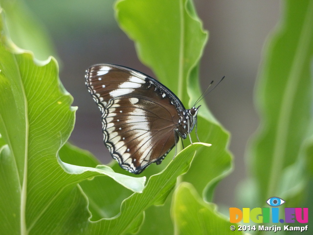 FZ007402 Black white and brown butterfly